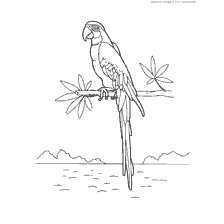 coloring page: A parrot is sitting on a branch