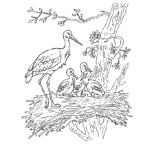 coloring page: Drawing of storks and their chicks on the nest