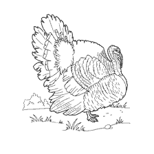 coloring page: Coloring a turkey bird