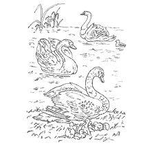 coloring page: Coloring with the image of swans on the water