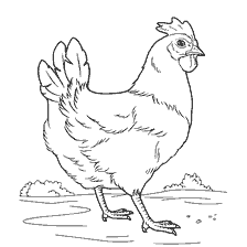 coloring page: Coloring chicken for children