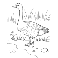 coloring page: Goose against grass and water