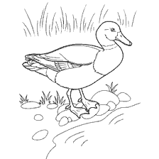 coloring page: Coloring the duck against the background of grass and stones