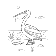 coloring page: Pelican on the shore with fish and sun
