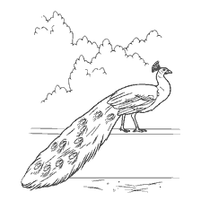 coloring page: Coloring peacock with a loose tail against the background of trees