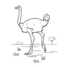 coloring page: Coloring of an ostrich walking on green grass