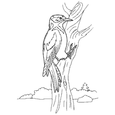 coloring page: Woodpecker on a tree for coloring