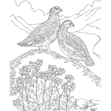 coloring page: Two partridges on a stone among flowers and a mountain landscape