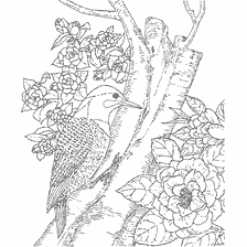 coloring page: Dark woodpecker against the background of flowers and wood