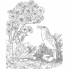 coloring page: Coloring with the image of a meadow lark among flowering plants