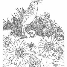 coloring page: Bird Lark on the background of flowers and grass