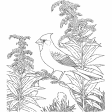 coloring page: Cardinal bird sitting among green plants