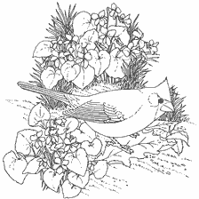 coloring page: Cardinal among flowers and grass