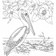 coloring page: Coloring with the image of pelican and flowering plants in the background