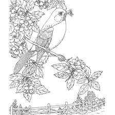coloring page: Coloring bird raspberries with a branch and flowers