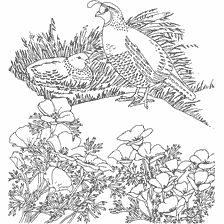 coloring page: Coloring with quail and flowers