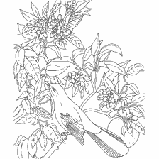 coloring page: Coloring with the image of a mockingbird bird on branches with flowers and fruits