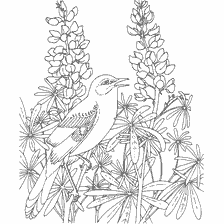 coloring page: Coloring a mockingbird bird against the background of flowering plants