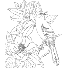 coloring page: Coloring with a mockingbird bird and a magnolia flower