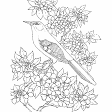 coloring page: Mockingbird drawing against the background of flowering branches