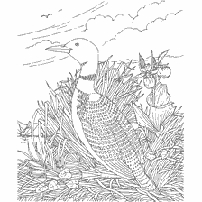 coloring page: Coloring with the image of the polar loon against the background of nature