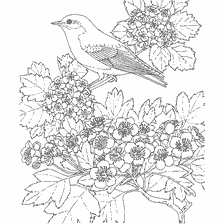 coloring page: Coloring Bird Sinashek against the background of a flowering branch