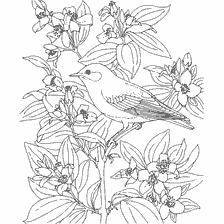 coloring page: Picture of the bird Sinashek against the background of flowering plants