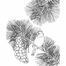 coloring page: Bitch sitting on a branch ate with cones