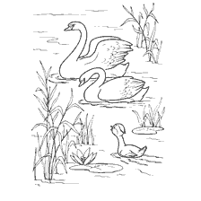 coloring page: Duckling sees swans from Hans Christian Andersen's fairy tale