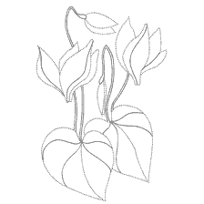 coloring page: Contouring of leafy water lilies