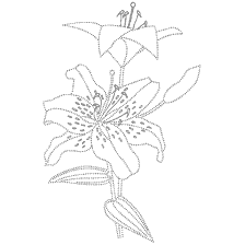 coloring page: Line for coloring lily flower