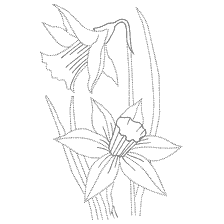 coloring page: Coloring with Narcissus Flowers