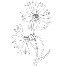coloring page: Contour coloring of cornflower