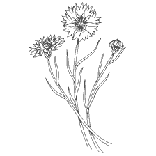 coloring page: Black and white coloring with the image of cornflower flowers.