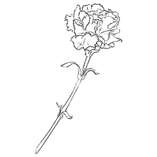 coloring page: Black and white coloring of a cloves flower