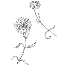 coloring page: Painting of carnations