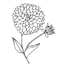 coloring page: Contour painting of dahlia flower with buds