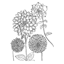 coloring page: Drawing dahlias for coloring
