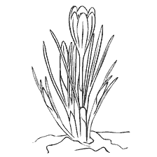 coloring page: Drawing crocuses for coloring