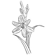coloring page: Contour coloring of lily flower