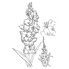 coloring page: Coloring drawing of gladiolus flowers