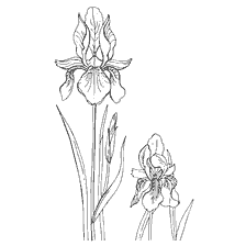 coloring page: Coloring irise flowers for children