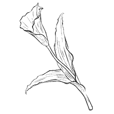 coloring page: Drawing of the Kalla flower for coloring