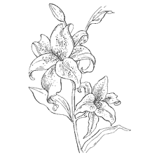 coloring page: Line drawing of lily flower for coloring