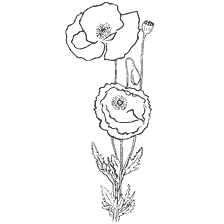 coloring page: Coloring poppy flowers