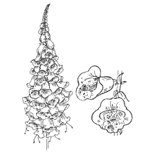 coloring page: Drawing of a foxglove flower