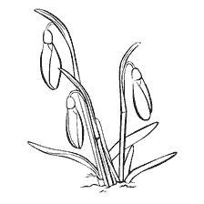 coloring page: Snowdrop coloring with flowers.