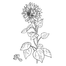 coloring page: Sunflower drawing with seeds next to