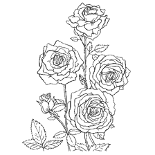 coloring page: Contour drawing of flowering roses