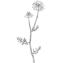 coloring page: Coloring of chamomile flower in contour